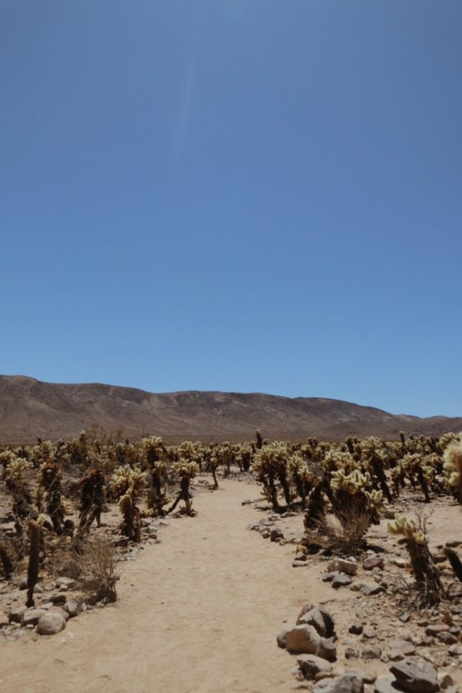 joshua tree